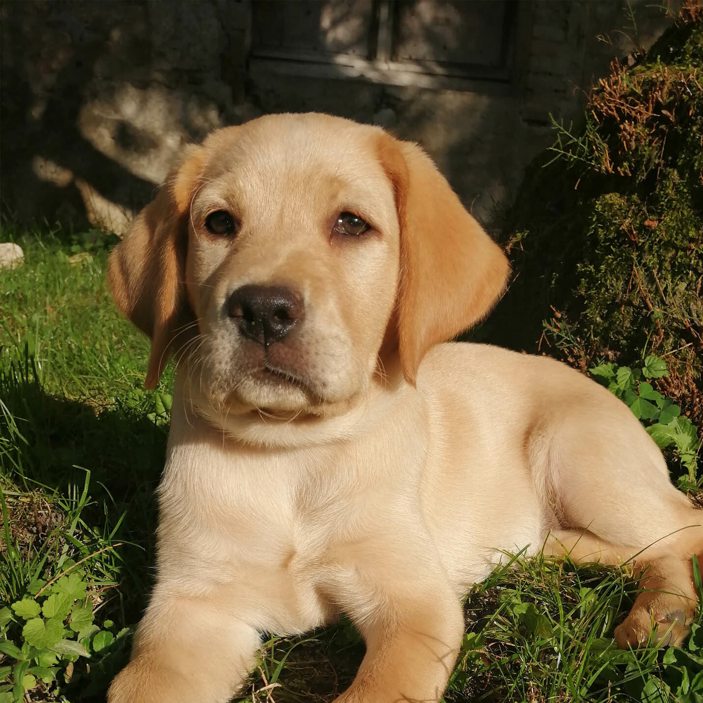 Umy, labrador sable