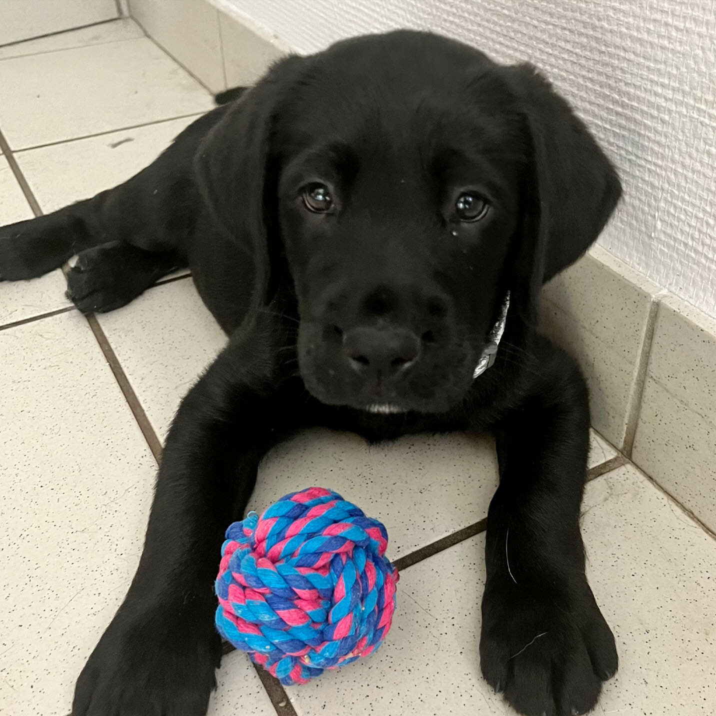 Uno, labrador noir