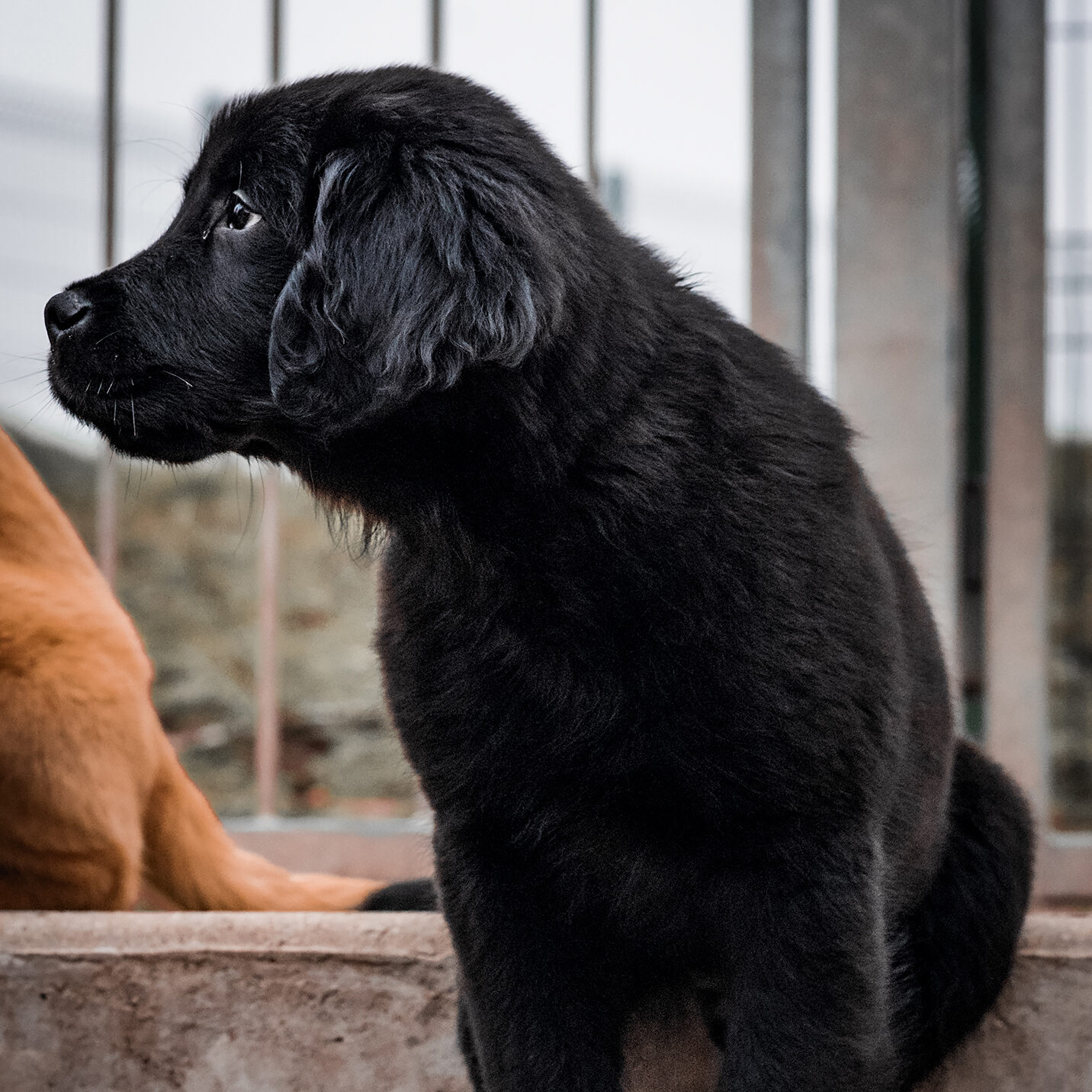 Photo de chiot arrivé à l'école. upload