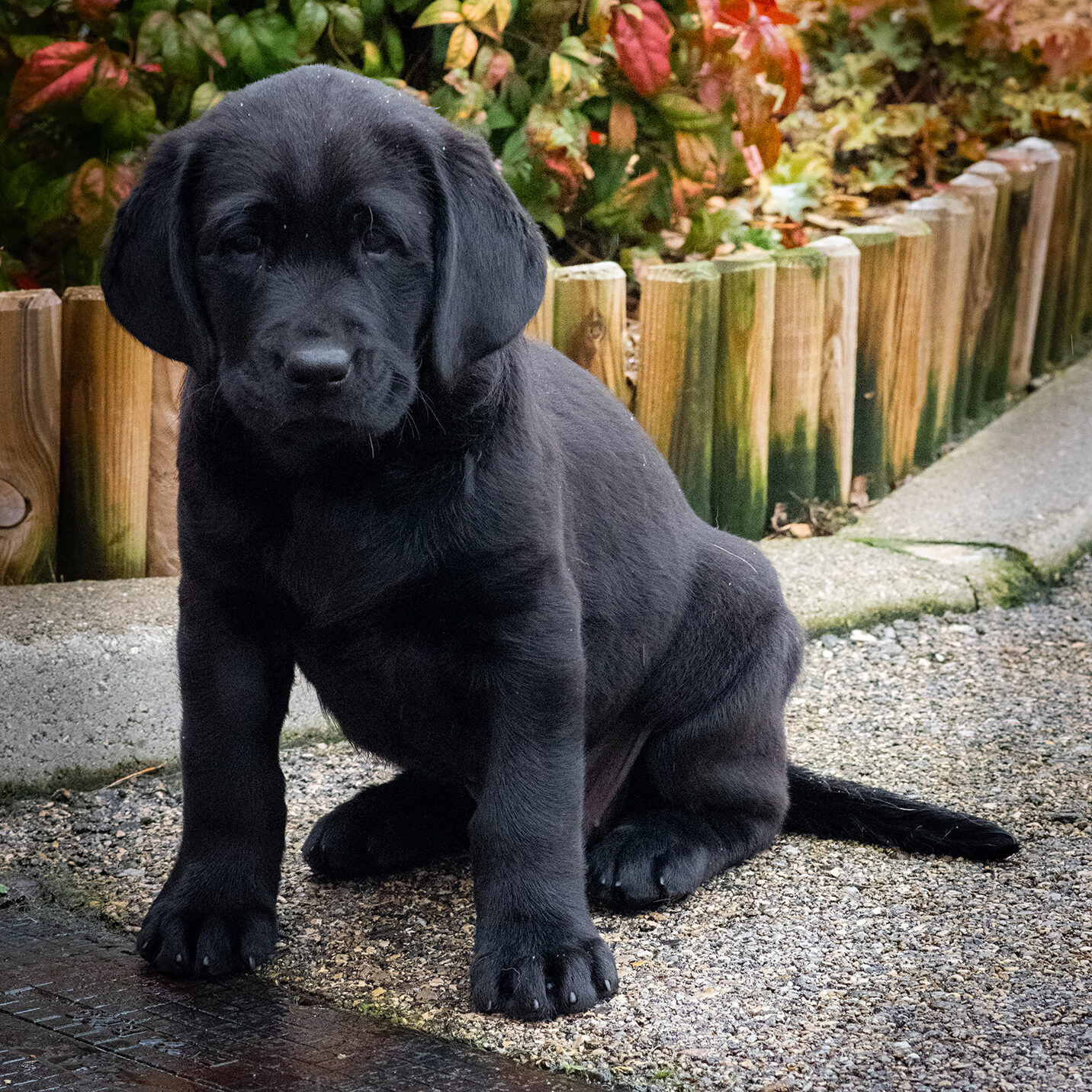 Photo de chiot arrivé à l'école. uranie