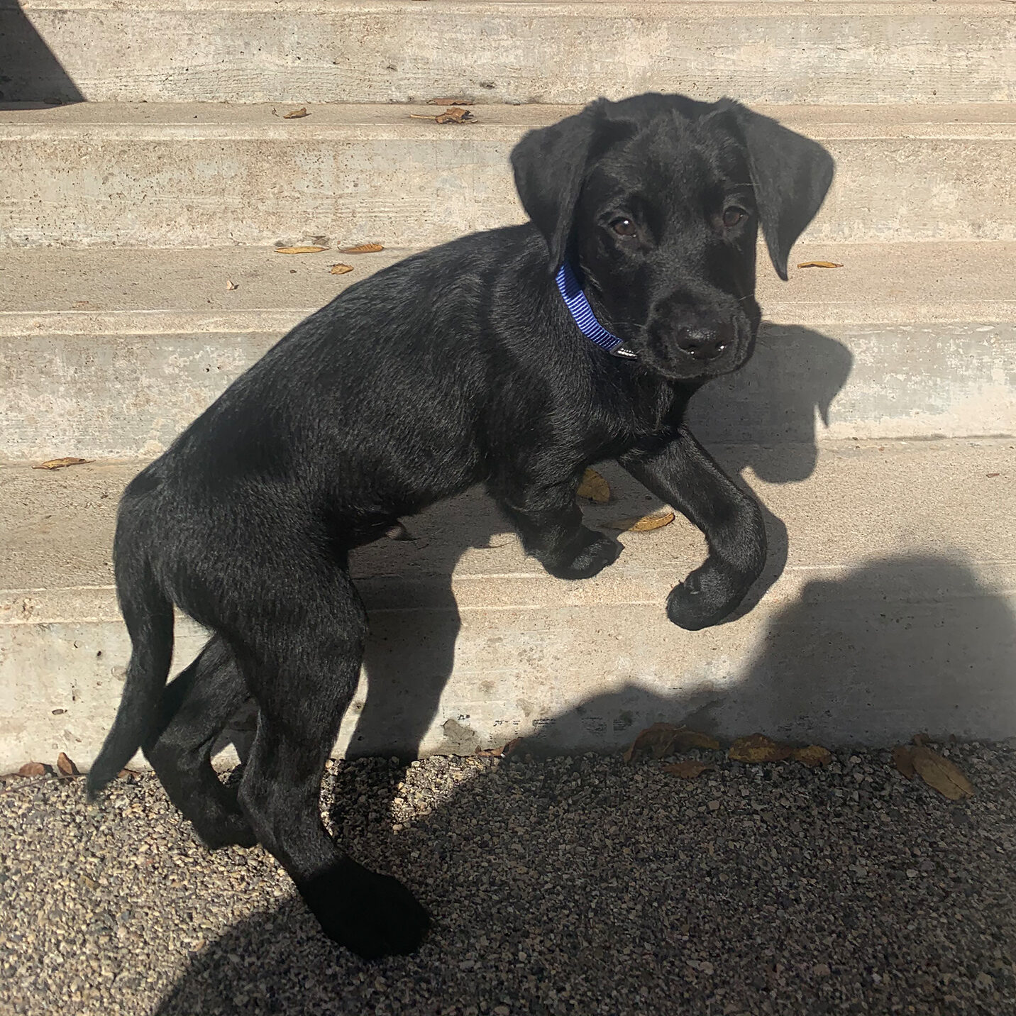 Photo de chiot arrivé à l'école. urius.